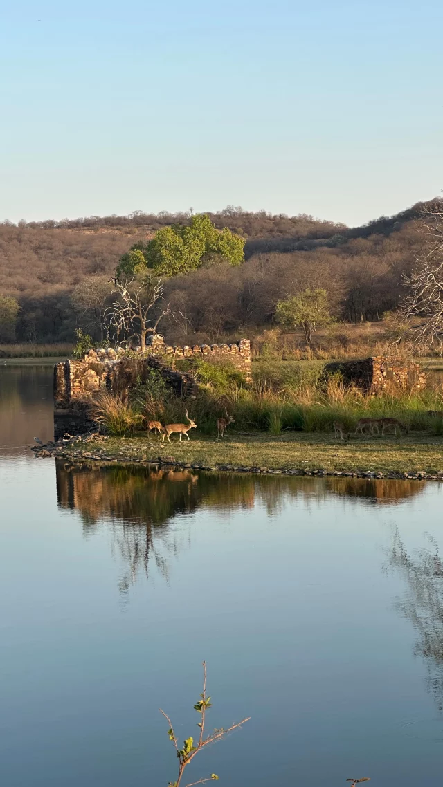 Dias de sossego, convívio e descanso. Natureza, vida selvagem e muita aprendizagem num pequeno oásis escondido no miolo da Índia.
#yoganaíndia #familyedition #casaganapati